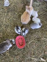 Lionhead rabbit Rabbits for sale in St. Louis, MO, USA. price: NA