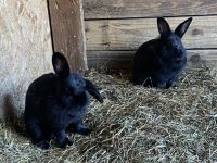 Lionhead rabbit Rabbits for sale in RONOK RPD AFS, NC 27870, USA. price: NA