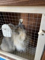 Lionhead rabbit Rabbits for sale in Polk County, FL, USA. price: NA