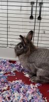 Lionhead rabbit Rabbits for sale in Frisco, TX 75035, USA. price: NA