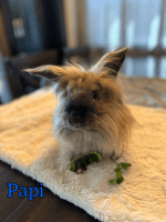 Lionhead rabbit Rabbits for sale in Placentia, CA 92870, USA. price: NA