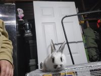 Lionhead rabbit Rabbits for sale in Fresno, CA, USA. price: NA