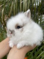 Lionhead rabbit Rabbits for sale in Santa Ana, CA, USA. price: NA