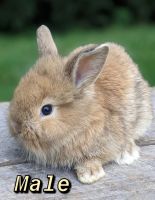 Lionhead rabbit Rabbits for sale in Cherry Hill, NJ, USA. price: $80