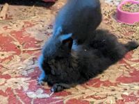 Lionhead rabbit Rabbits for sale in Worcester, MA, USA. price: $75