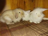 Lionhead rabbit Rabbits for sale in 1112 W Durham St, Broken Arrow, OK 74011, USA. price: $30