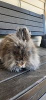 Lionhead rabbit Rabbits for sale in Lafayette, IN, USA. price: $30