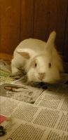 Lionhead rabbit Rabbits for sale in Fort Lee, NJ 07024, USA. price: $200