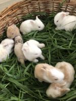 Lionhead rabbit Rabbits for sale in 2965 Gayle Manor Ln SW, Snellville, GA 30078, USA. price: $50