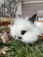 Lionhead rabbit Rabbits for sale in Fort Wayne, Indiana. price: $35