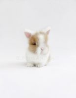 Lionhead rabbit Rabbits for sale in Miami, Florida. price: $1