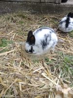 Lionhead rabbit Rabbits for sale in Oronogo, Missouri. price: $25