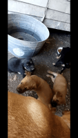 Lithuanian Hound Puppies Photos