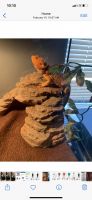 Lizard Reptiles for sale in Absecon, NJ 08201, USA. price: NA