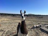 Llama Animals for sale in Lampasas, Texas. price: $1,200