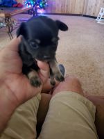 Long Haired Chihuahua Puppies for sale in Abilene, TX, USA. price: NA