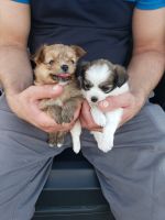 Long Haired Chihuahua Puppies for sale in Friona, TX 79035, USA. price: NA