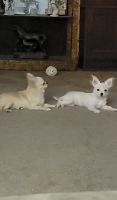 Long Haired Chihuahua Puppies for sale in 7747 Boykin Bridge Rd, Clinton, NC 28328, USA. price: NA