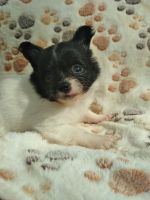 Long Haired Chihuahua Puppies for sale in Lakeland, FL, USA. price: $1,200