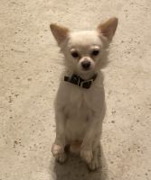 Long Haired Chihuahua Puppies for sale in Granbury, TX, USA. price: $200