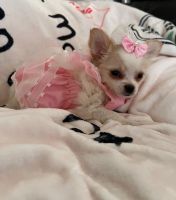 Long Haired Chihuahua Puppies for sale in Hoffman Estates, IL 60169, USA. price: $2,500