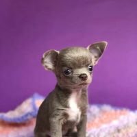 Long Haired Chihuahua Puppies for sale in  Glencoe, Arkansas. price: $500