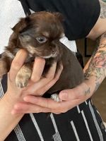 Long Haired Chihuahua Puppies for sale in Tampa, FL, USA. price: $2,200