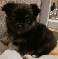 Long Haired Chihuahua Puppies for sale in Shippensburg, Pennsylvania. price: $1,200