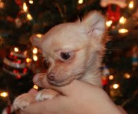 Long Haired Chihuahua Puppies for sale in Allen, TX, USA. price: NA