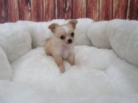 Long Haired Chihuahua Puppies for sale in Orange County, CA, USA. price: NA