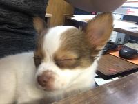Long Haired Chihuahua Puppies for sale in Booneville, MS 38829, USA. price: NA