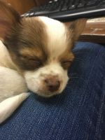 Long Haired Chihuahua Puppies Photos