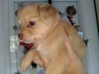 Long Haired Chihuahua Puppies for sale in Bear Creek, NC 27207, USA. price: NA