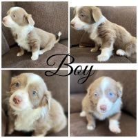 Long Haired Chihuahua Puppies for sale in Las Vegas, NV 89115, USA. price: NA