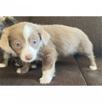 Long Haired Chihuahua Puppies for sale in Las Vegas, NV 89115, USA. price: NA