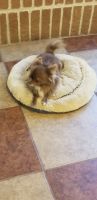 Long Haired Chihuahua Puppies for sale in Fort Worth, TX, USA. price: NA