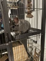 Long-tailed Chinchilla Rodents for sale in Portland, OR 97201, USA. price: NA
