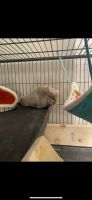 Long-tailed Chinchilla Rodents for sale in Papillion, NE 68046, USA. price: NA