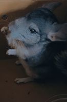 Long-tailed Chinchilla Rodents for sale in Merced, CA, USA. price: NA