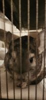 Long-tailed Chinchilla Rodents for sale in Fostoria, OH 44830, USA. price: NA