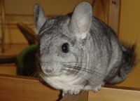 Long-tailed Chinchilla Rodents for sale in Murfreesboro, TN, USA. price: NA