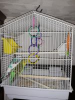 Long-tailed Parakeet Birds for sale in Freeland, PA 18224, USA. price: NA