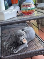 Longhaired Weimaraner Puppies for sale in Knoxville, TN, USA. price: NA