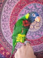 Lorikeet Birds for sale in Indianapolis, IN, USA. price: NA