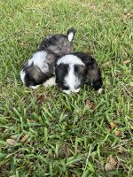 Lottatore Brindisino Puppies for sale in Titusville, FL, USA. price: $1,000
