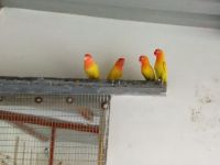 Lovebird Birds for sale in 534406, Chebrolu - Dubacherla - Devulapalli Rd, Chebrolu, Andhra Pradesh 534411, India. price: NA