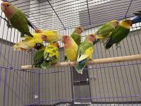Lovebird Birds for sale in Irving, TX, USA. price: NA