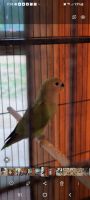 Lovebird Birds for sale in Graham, TX 76450, USA. price: NA