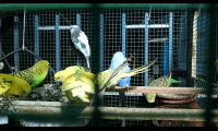 Lovebird Birds for sale in Police Quarters, Police Quarters 4, Police Colony, Kilpauk Garden Colony, Kilpauk, Chennai, Tamil Nadu 600102, India. price: 7000 INR
