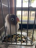 Lovebird Birds for sale in Round Rock, TX, USA. price: NA